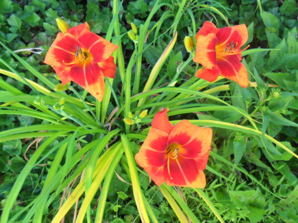 orange blaze1
