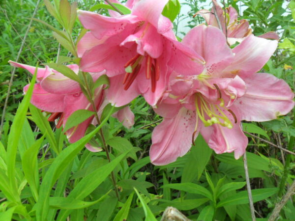 pink asiatic1