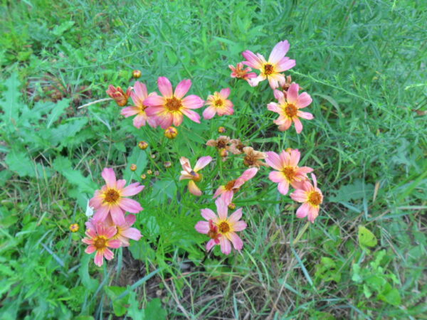 pink coreopsis1