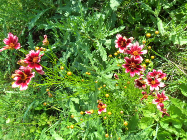 pink coreopsis2