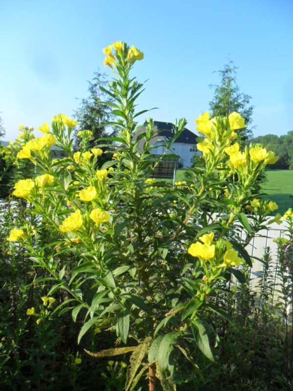 primrose1