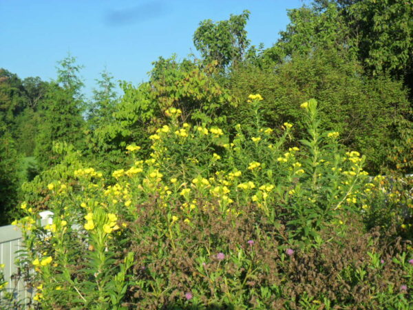 primrose4