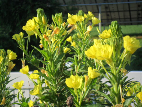 primrose6