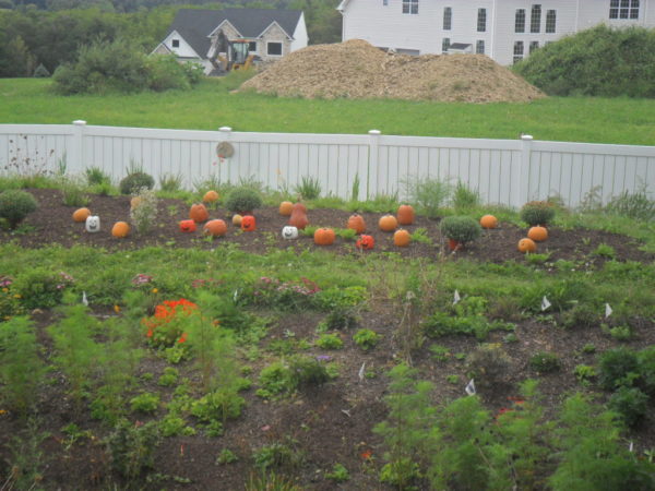 pumpkin hill2