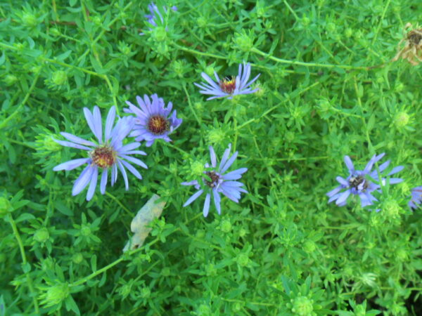 purple aster2