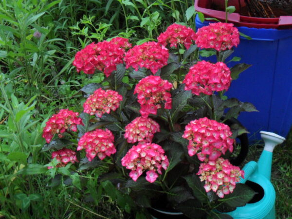 red hydrangea1