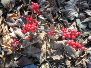 red sprite berries