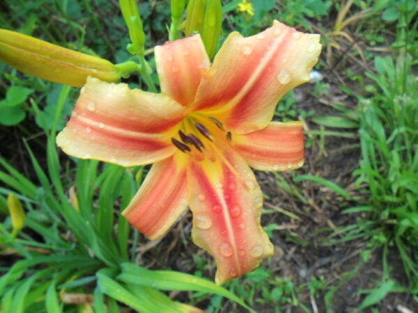ribbonnette1