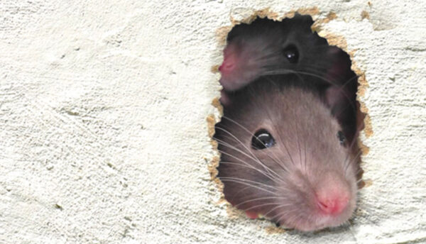 rodent rat hole