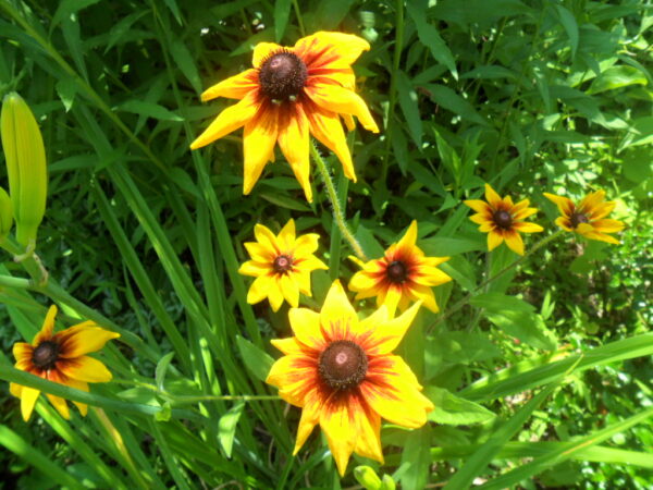 rudbeckia3