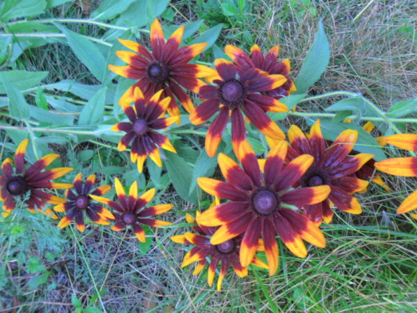 rudbeckia4