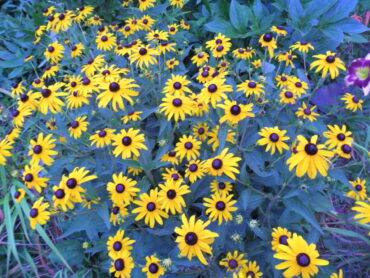 rudbeckia6