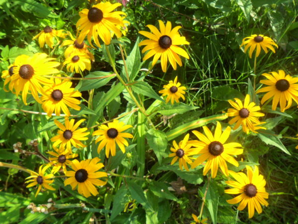 rudbeckia6