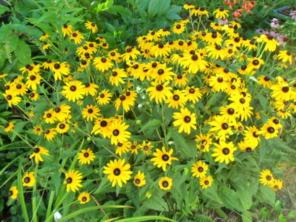 rudbeckia7