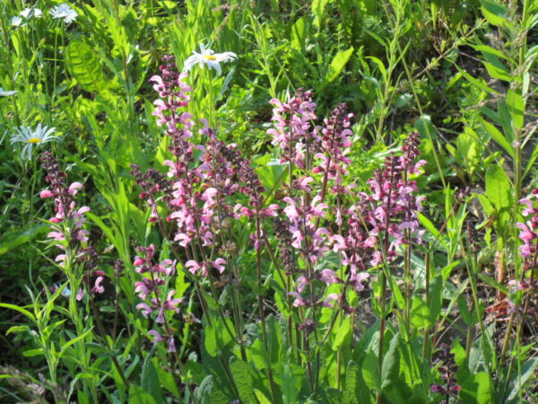sage2