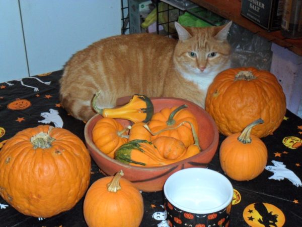 samhain pumpkins