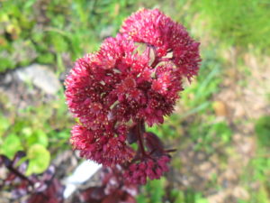 sedum teak2