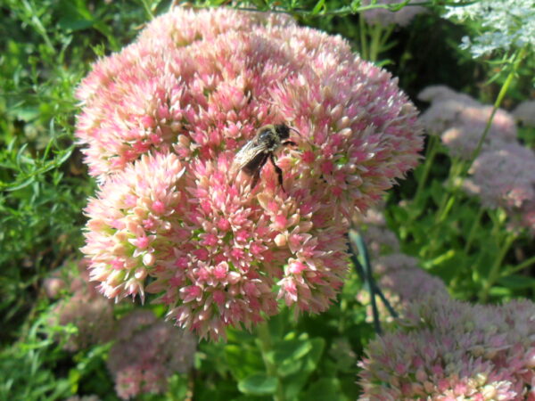 sedum2