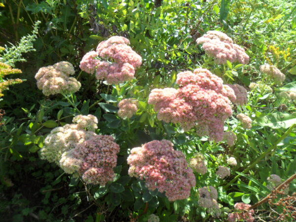 sedum3