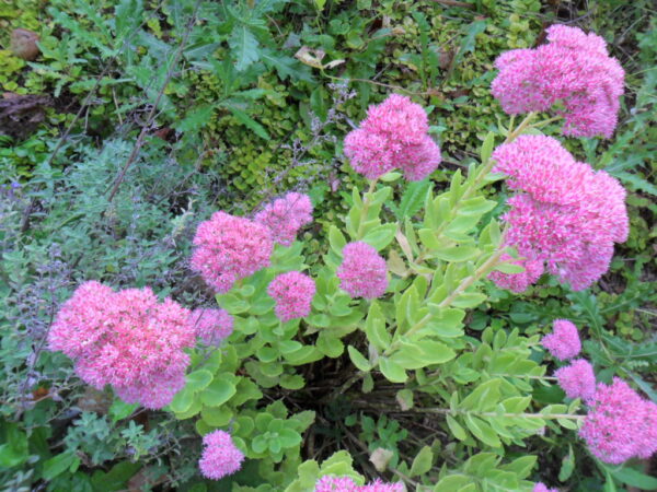 sedum5