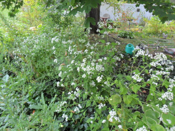 snakeroot1