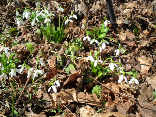 snowdrop4