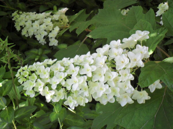 snowflake8