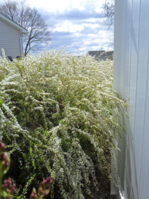 spiraea hedge