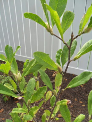 star magnolia buds