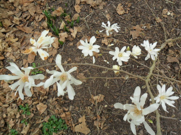 star magnolia11