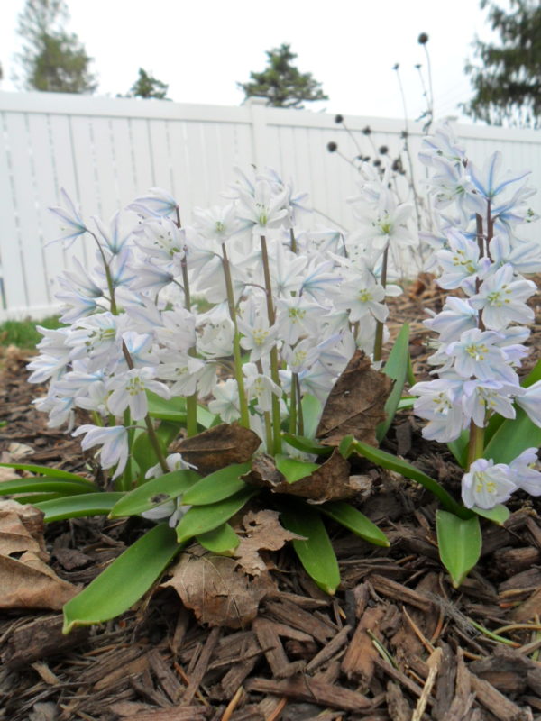 striped squill9