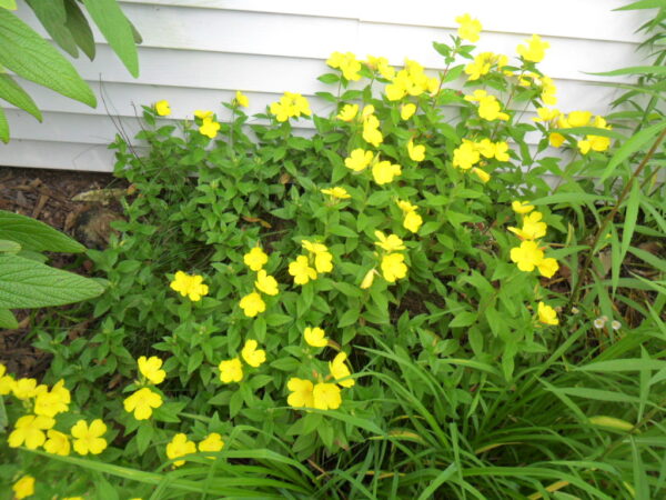sundrop1