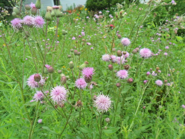 thistle1