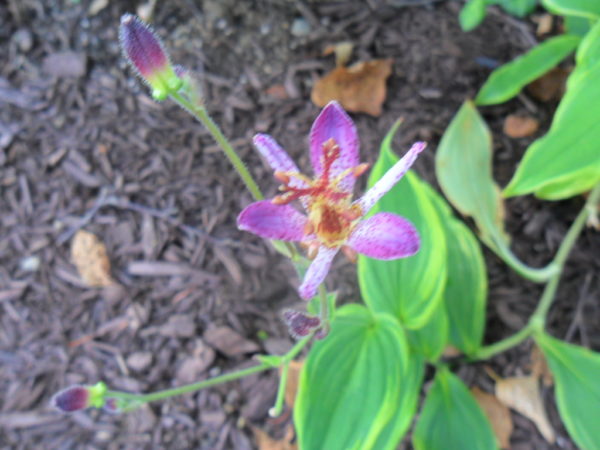 toad lily2