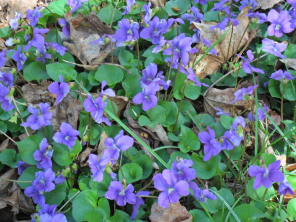 violets2