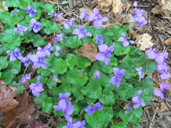 violets3