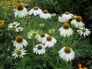 white echinacea3