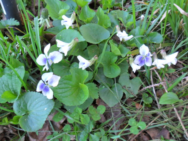 white violets2
