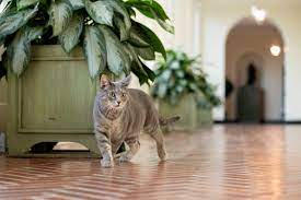 White House cat, Willow