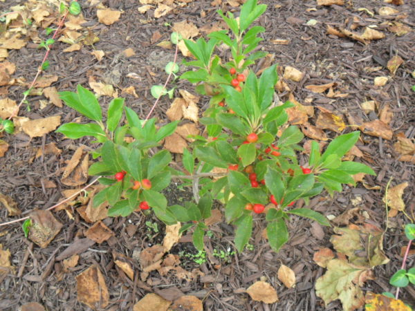 winterberry1