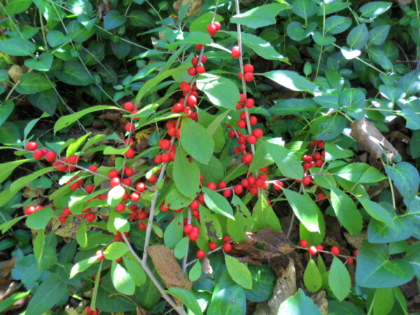 winterberry5