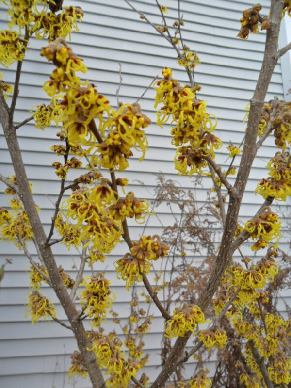 witch hazel2