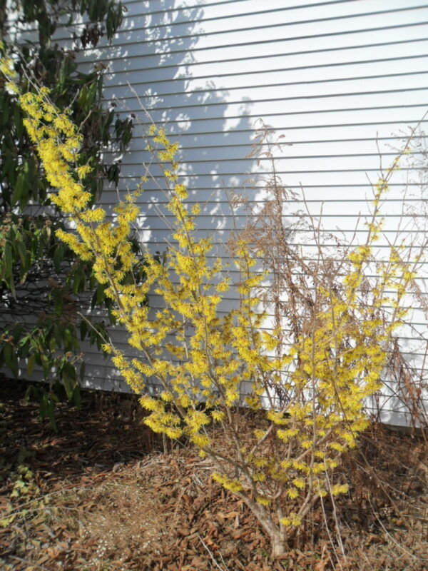 witch hazel5