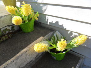 yellow hy1