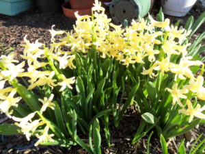 yellow hyacinth4