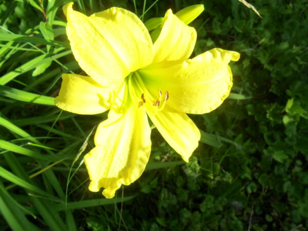 yellow1